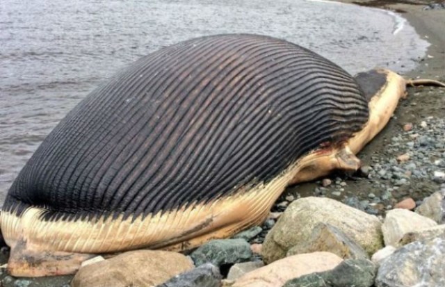 Ballena azul