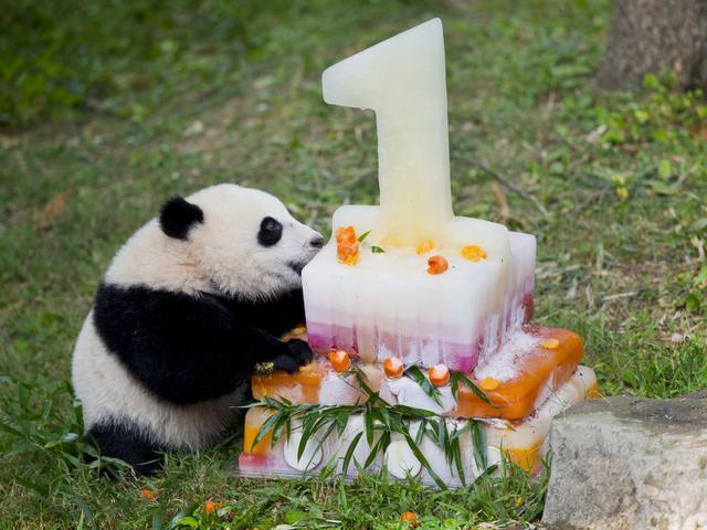 bao bao