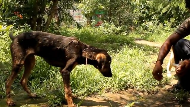 perro petrificado