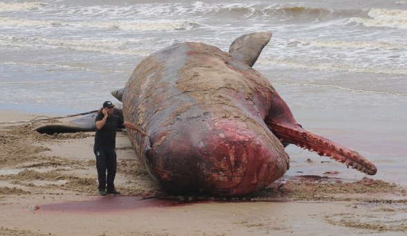 Ballena Uruguay