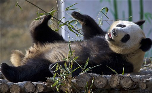 En esta imagen del 28 de enero de 2013, el panda gigante Ya Ya juega en un centro de recuperación en el condado de Foping, en la provincia china de Shaanxi Según un censo de la Administración China de Bosques, la población de pandas ha aumentado en 268 ejemplares, a 1.864, desde el último sondeo terminado en 2003. (AP Foto) 