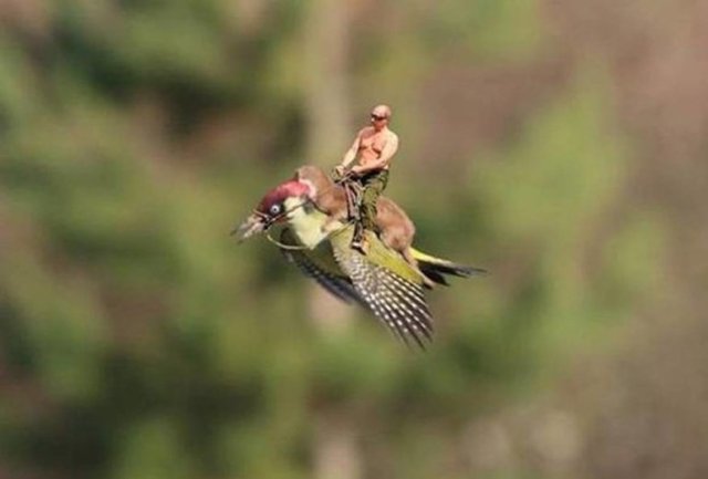 El ex espía de la KGB fue una de las tantas víctimas de los memes que fue surgieron a partir de la increíble foto de una comadreja montando un pájaro. La broma recuerda a otra foto, en la que Putin se jactaba de su "hombría" montando un caballo con el torso desnudo.