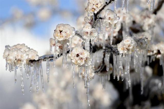 Flores de un albaricoquero amanecen heladas en los alpes suizos en Fully en el cantón de Valais (Suiza) hoy, lunes 6 de abril de 2015. EFE/Laurent Gillieron