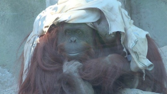 Foto: La orangután Sandra / AFP