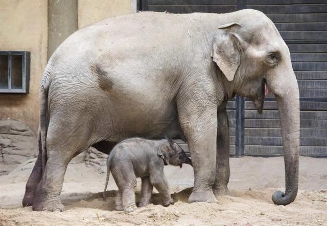 Una pequeña elefanta sin nombre aún, nacida ayer, permanece bajo la protección de su madre en su presentación al público en el zoológico Hagenbecks Animal Park de Hamburgo (Alemania) hoy, 13 de julio de 2015. EFE/Daniel Bockwoldt