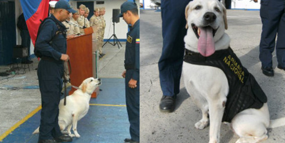 Jubilan a Mona, la perrita que descubrió toneladas de coca (Foto)