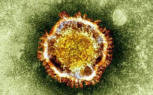 Un nuevo virus mortal, adaptado para infectar a humanos