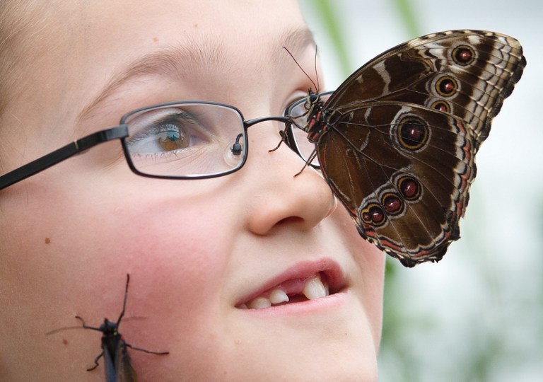 Mariposas para todos en Londres (Fotos y Video)