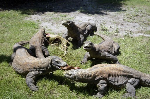 Insólitos nacimientos de dragones de Komodo en cautiverio (Fotos)