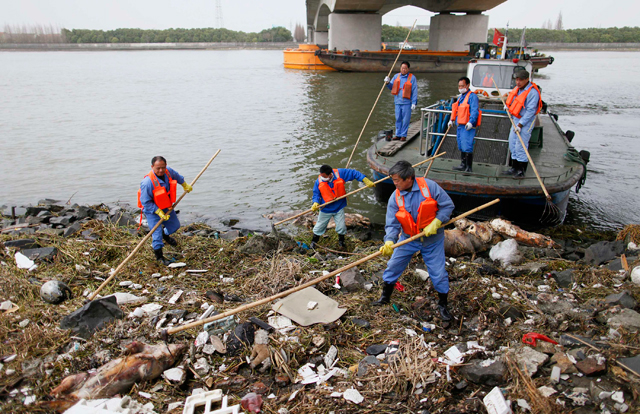 Criadores tiraron más de tres mil cerdos al río al no poder venderlos ilegalmente