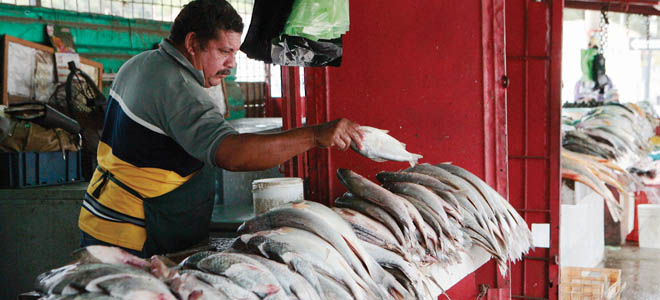 Reportan bonanzas en recientes faenas pesqueras de Margarita
