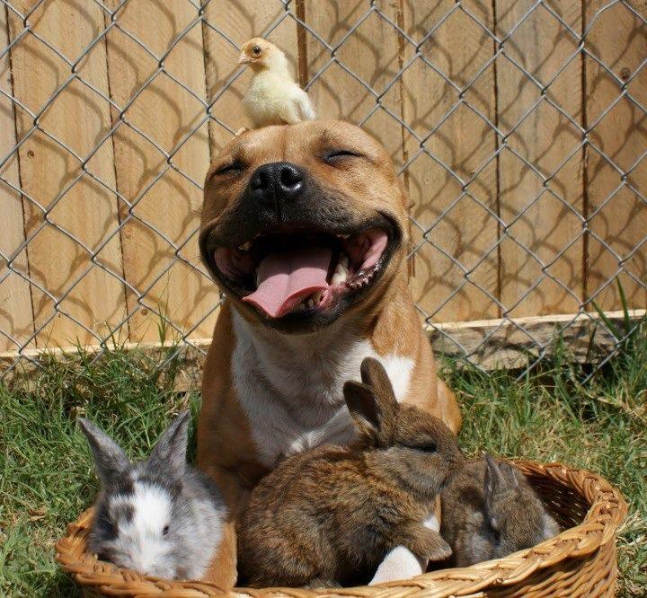 ¿Quién dijo que los pitbulls son agresivos? (FOTO)