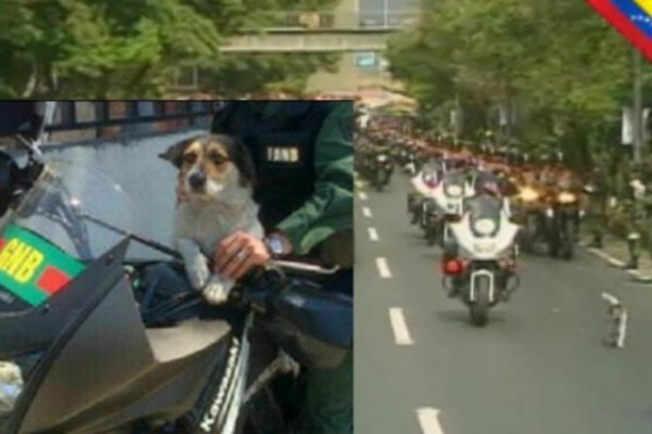 Mira lo que pasó con el perrito del cortejo fúnebre de Chávez (Foto)