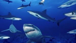Científicos revelan lo que realmente le pasa a los tiburones en un tornado