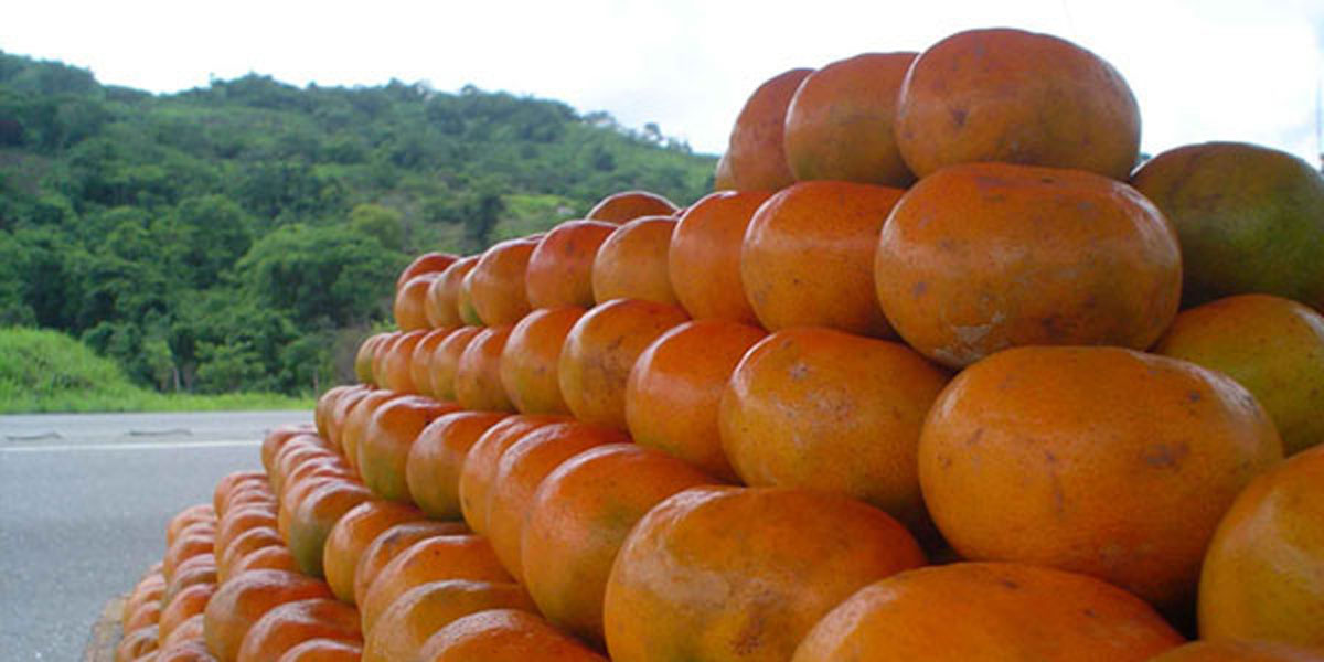 Gobierno de Miranda tiene mejores resultados en materia agrícola que Ejecutivo central