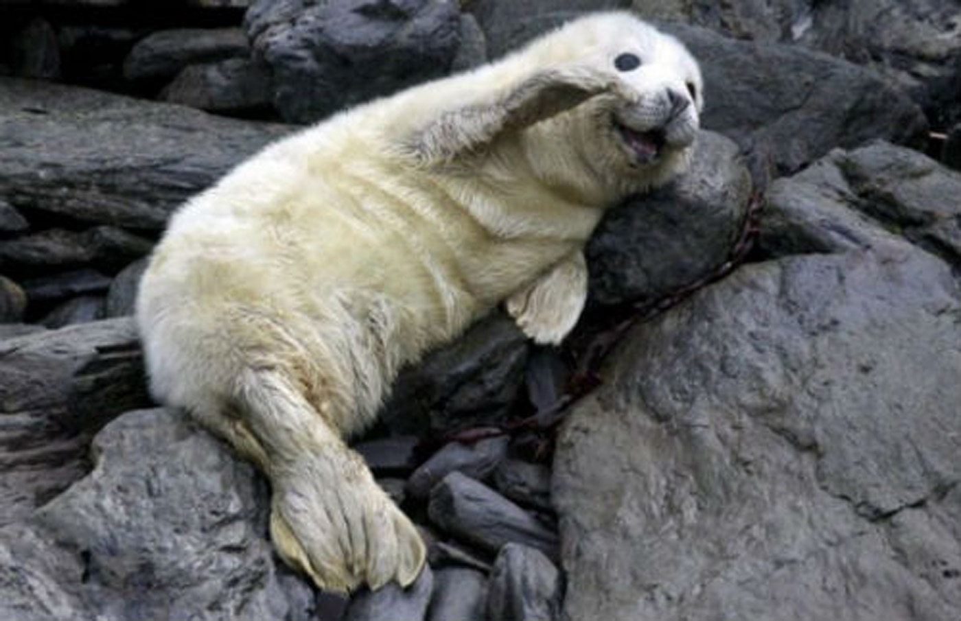 Hoy se celebra el Día Mundial contra la Matanza de Focas por su caza indiscriminada