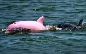 Delfines rosados podrían desaparecer de Hong Kong