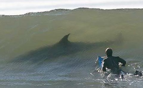 Tiburón mata a un turista francés