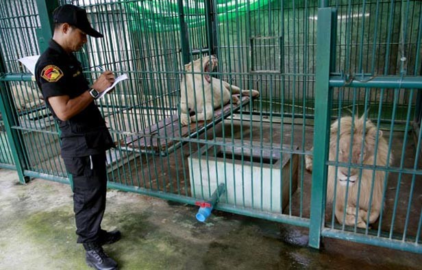 Hallan 14 leones blancos en una casa