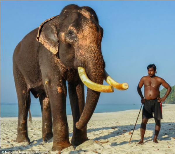 ¿Adivina qué hace un elefante jubilado para divertise? (Foto + Qué locura)