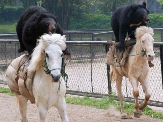 ¿Un oso cabalgando? Te lo tengo (FOTO)