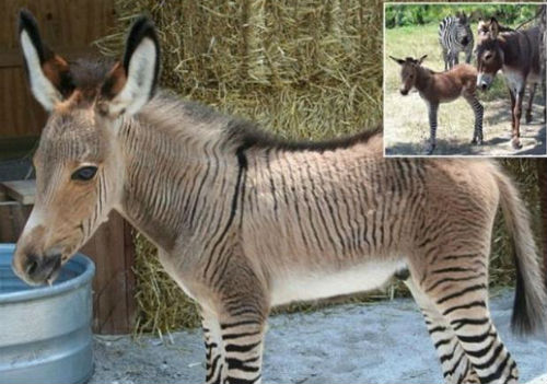 Un burro y una cebra se juntaron y nació Ippo (Video)