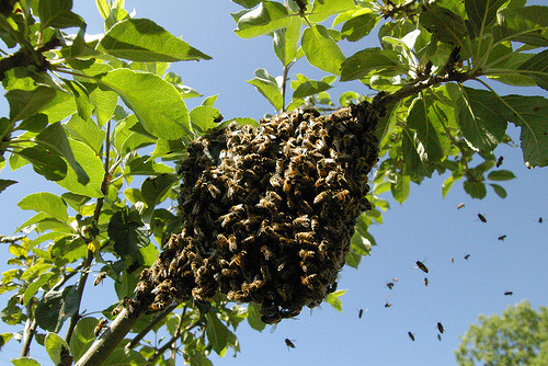 Abejas atacan a pareja en Texas mientras paseaban a caballo, provocando la muerte de los equinos