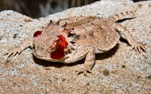 Mira por qué este lagarto dispara sangre de sus ojos (FOTOS)