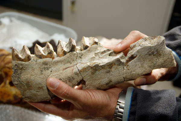 En Venezuela hubo desde Dinosaurios hasta Tigres Dientes de Sable