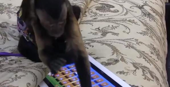 Animales juegan con el Ipad, o al menos lo intentan (Video)