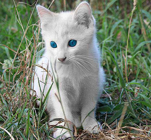 Sorprendentes imágenes de animales albinos(Fotos)