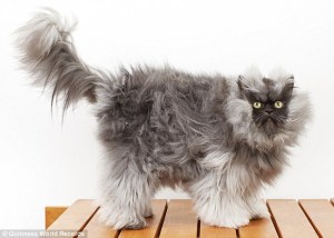 Este es el gato con el pelo más largo del mundo (Fotos)