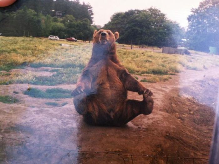 Los animales más graciosos y cuchis (Fotos + ¡aww!)