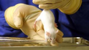 Frenan tumor cerebral de un ratón con tecnología molecular