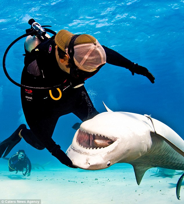 SORPRENDENTE: Ellos son los encantadores de tiburones (FOTOS)