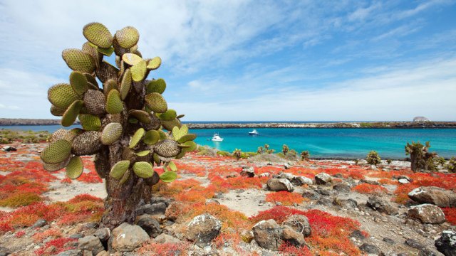 Islas Galápagos, Ecuador (Esperanza de vida desconocida)