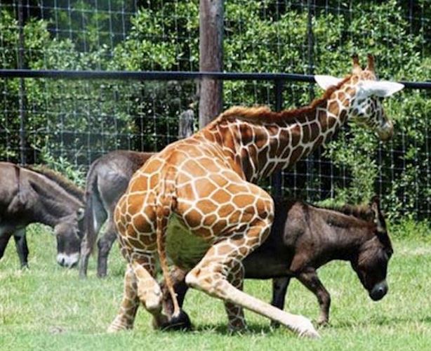 El detalle que faltaba: Jirafa intenta aparearse con un burro (FOTO)