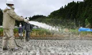 Federación de Arroz preocupada por aplicación de subsidios