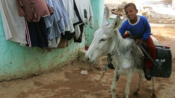 Detenido por haber disfrazado de General a un burro