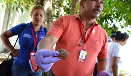 Alerta en Falcón por aparición de caracoles africanos