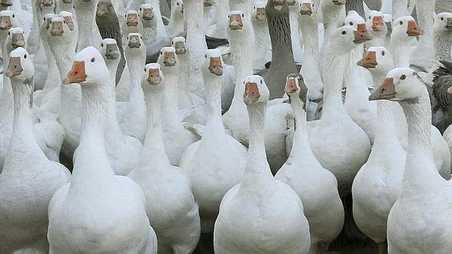 ¿De dónde proceden las plumas que rellenan nuestros edredones?