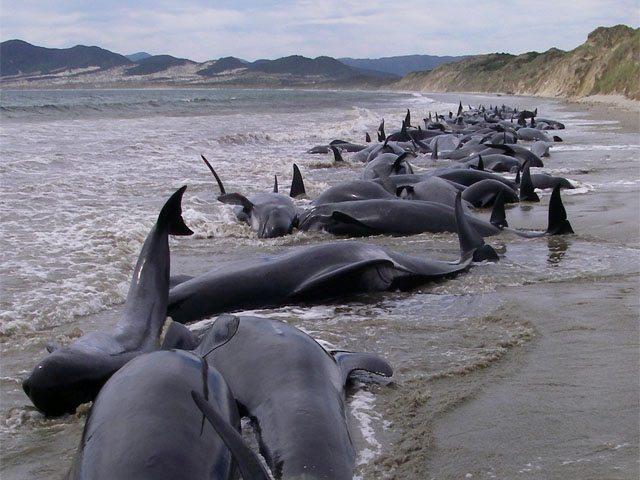 Unos 15.000 delfines mueren al año a manos de pescadores artesanales