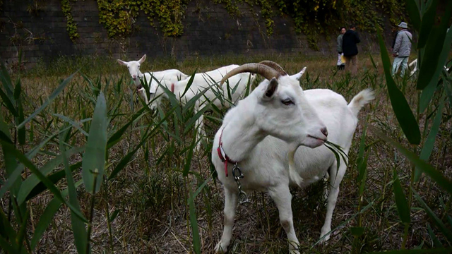 Cabras cortan el césped en Japón (Video)