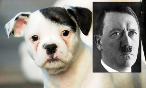 Encuentran un perro que se parece a Hitler