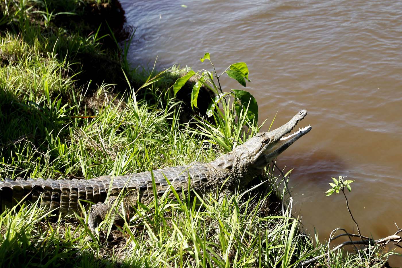 Un total de 45 caimanes del orinoco fueron liberados en Apure (Fotos)