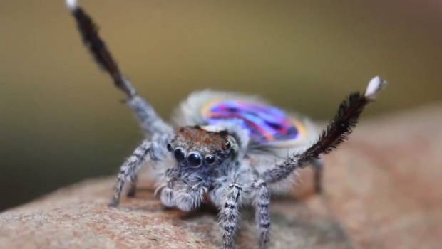 Araña luce sus pasos de baile al mejor estilo de “Village People” (Video)