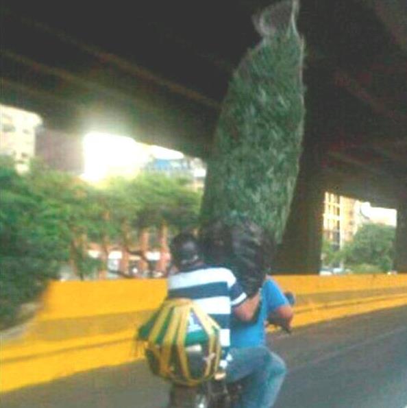 Así trasladan un arbolito de Navidad por la autopista (Foto)