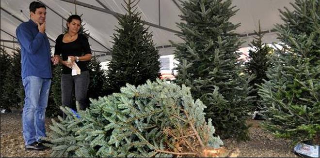 Todavía no han llegado los arbolitos de Navidad