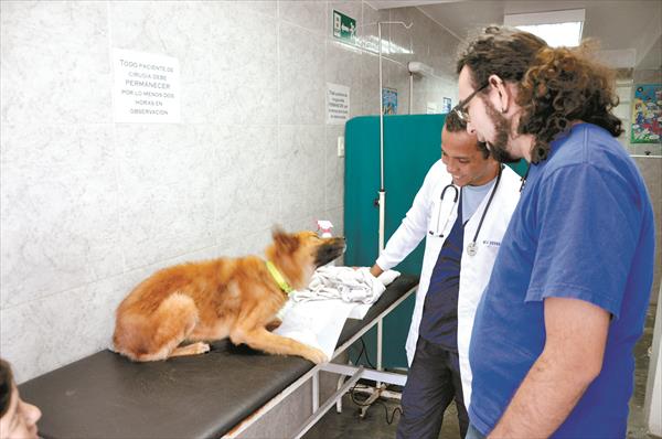 Recomiendan medicar a animales durante explosión de cohetes