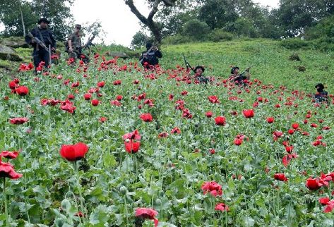 Guatemala destruye plantaciones de amapola y marihuana en frontera con México